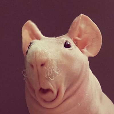 OraclePebbleさんのプロフィール画像