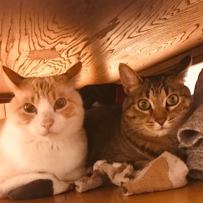 旦那と息子が大好き、旦那への大好きを発信していこうと思う。誰も反応しないでほしい。私の人生は私のもの。コーラス、ウクレレ練習中🌺動画編集好き。ミナミA好き