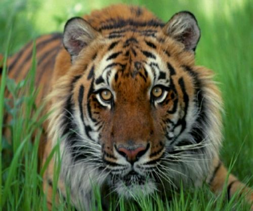 rogerblackbird's profile picture. 