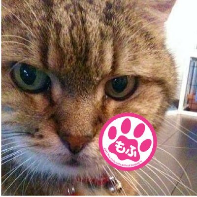 🐱国境なき猫もふ団🐱 📸KANI filter❤️COKIN ⭐️♿️OX ZZR⭐️🧄天安門事件🧄⭐️amazonアソシエイトリンクを利用してます 🇫🇷 Je prends des photos de chats ou de fleurs.