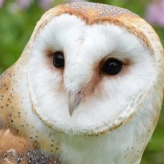 CelciousTFT's profile picture. 