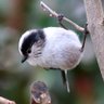 kmzwBird's profile picture. 公園や河原や自宅の窓からひとり静かに鳥を観察しています。都内でも身近にいろんな野鳥がいてびっくりです。