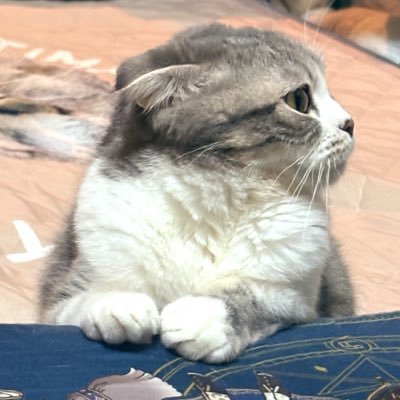 アルパッカさんのプロフィール画像