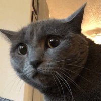 Opera (@ohhpera on Twitch!) (@awwpera) 's Twitter Profile