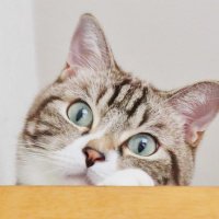 毬と猫 (@t4c742846xg) 's Twitter Profile Photo 毬と猫 (@t4c742846xg) 's Twitter Profile Photo