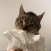 $paper cat (@papercatsclub) Twitter profile photo $paper cat (@papercatsclub) Twitter profile photo