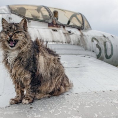 bigcatwar's profile picture. дрессура...всего и вся...Смерть быдлонасекомышам болот мацковии..
