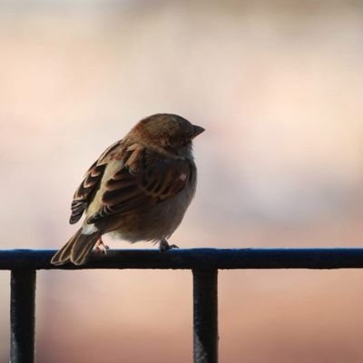 Suzu_Yazawa's profile picture. Trabajo todo el tiempo. Motivadora profesional. Odio casi todo. Enamorada de uno que conocí en un juego. Siempre triunfando.