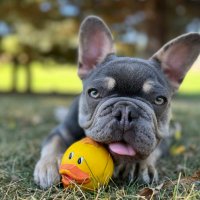 AlphaDog (@alphadogeth) 's Twitter Profile