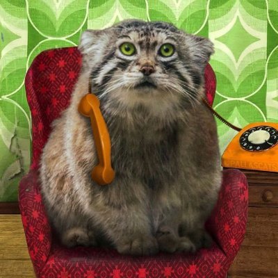 Susfred2's profile picture. #russiateroriststate
Crypto influencer | Telegram admin | Goy | Just a chill Manul