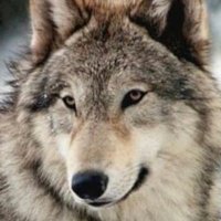 Buck (@nonpartisnan) 's Twitter Profile Photo Buck (@nonpartisnan) 's Twitter Profile Photo