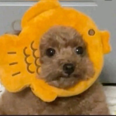 coralljj's profile picture. minor