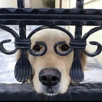 C Wagner (@sfcswii) 's Twitter Profile
