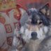 Косово и Метохија (@cardusann) Twitter profile photo Косово и Метохија (@cardusann) Twitter profile photo
