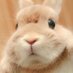 White Rabbit (@wh1t3r4) Twitter profile photo White Rabbit (@wh1t3r4) Twitter profile photo