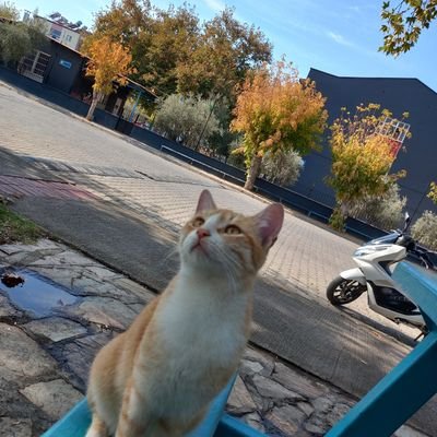 Hafize2034604's profile picture. 