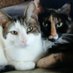 Veronica & SammyDaCat (@jack51005) Twitter profile photo Veronica & SammyDaCat (@jack51005) Twitter profile photo