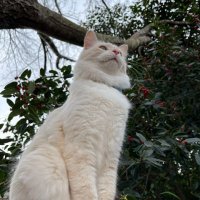 Hutson (@inter_mittent) 's Twitter Profile