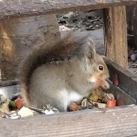 🐿️͟͟͞͞= 🐿️͟͟͞͞ =( '-' 🐿️ )リスパンチ (@risupunchdayo) 's Twitter Profile Photo 🐿️͟͟͞͞= 🐿️͟͟͞͞ =( '-' 🐿️ )リスパンチ (@risupunchdayo) 's Twitter Profile Photo