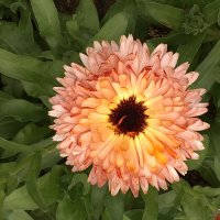 Catherine Hapka (@catherinehapka) 's Twitter Profile