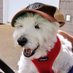 Bogie the Westie ๐ (@bogiethewestie) Twitter profile photo Bogie the Westie ๐ (@bogiethewestie) Twitter profile photo