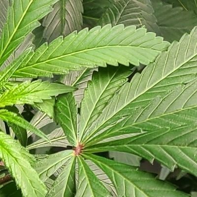 cccrizzz's profile picture. Full Stack Developer