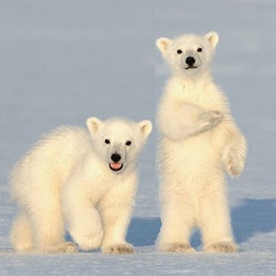 twobearz's profile picture. Enthusiastic witness to the physical, political and Spiritual awakening of the Citizens and Souls on this planet. 
Revolution then peace. God bless us all.