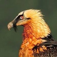 علی اِی همای رحمت (@ali_thehoma) 's Twitter Profile Photo علی اِی همای رحمت (@ali_thehoma) 's Twitter Profile Photo