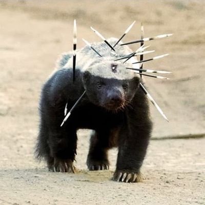 ciguveraleo's profile picture. ıvır zıvır