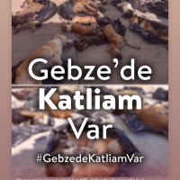 Sevgi Tepe (@sevgitepe) 's Twitter Profile