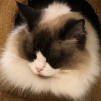 Neko (@1027junjun) 's Twitter Profile