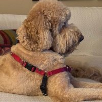 CanineTweeter (@cateyes07666) 's Twitter Profile Photo CanineTweeter (@cateyes07666) 's Twitter Profile Photo