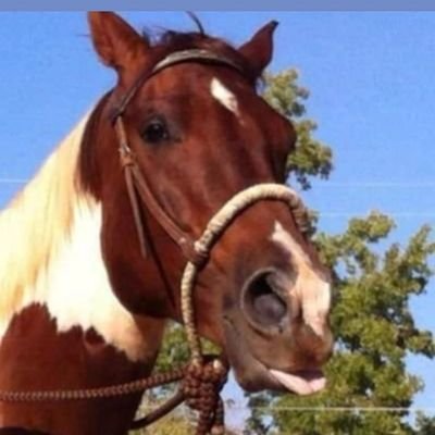 HorseWomanCali's profile picture. 