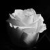 Reyyan ( RT ) (@reyyan76384465) Twitter profile photo Reyyan ( RT ) (@reyyan76384465) Twitter profile photo
