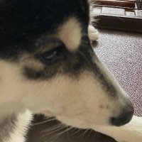 bailey ‐雅‐ (@lairdutemps_98) 's Twitter Profile Photo