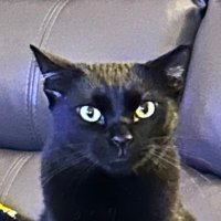 Kathy Ann🇺🇸🐈⬛ (@fur_baby_mama) 's Twitter Profile Photo Kathy Ann🇺🇸🐈⬛ (@fur_baby_mama) 's Twitter Profile Photo