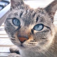 KA (@imakokowatashi_) 's Twitter Profile