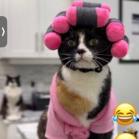 🌺 Off My Lawn 🔊 (@keke_aqui) Twitter profile photo