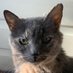 ☭ CommieCatMan ☭ (@richardkleinbe6) Twitter profile photo ☭ CommieCatMan ☭ (@richardkleinbe6) Twitter profile photo