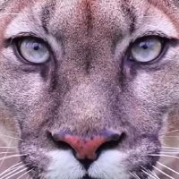 💞Ale Zapata💞 (@alez2016) 's Twitter Profile Photo 💞Ale Zapata💞 (@alez2016) 's Twitter Profile Photo
