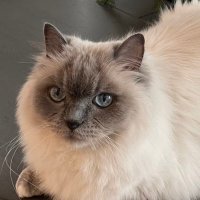 Lisa 🐞🇺🇸 (@lis71206) 's Twitter Profile