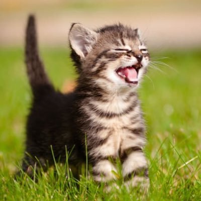 Hir0AK1_cameko's profile picture. カメラ好きマン アイドル、モデルのカメコお気軽にフォローください。 変な人はブロックします。