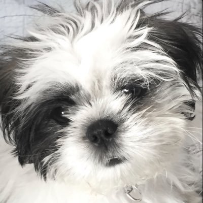backup acct…Black+White…Fluffy not fat…Love TRUMPS Hate…It’s only with the❤️that one can see rightly. What is essential is invisible to the👀 -Le Petit Prince