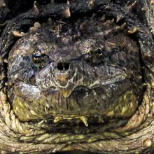 MadShellworks's profile picture. 