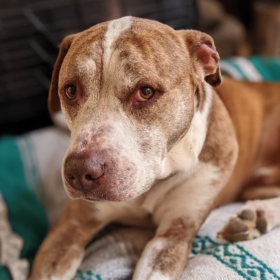 covermeinsnow's profile picture. 
