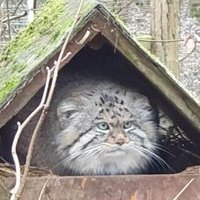 medjed无为圆猫 (@medjedowo) 's Twitter Profile Photo medjed无为圆猫 (@medjedowo) 's Twitter Profile Photo