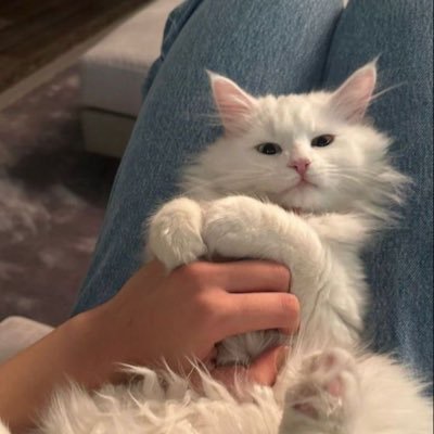 اكتُب ما ارآه في مخيلتي واقتبس مايتوافق مع افكاري، لم أُخلق لأنال إعجاب أحد ولم يُخلق أحد ليُحلل شخصيتي؛ هَذه أنا كطقس تتغير انواءُه كُل حين🐈🌱.