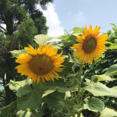 edwinarosaa's profile picture. Just for fun girl-ing and yapping kinda thing. Why so serious?