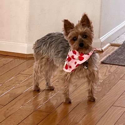 TGGdolphin1's profile picture. loyal Bongino Army listener