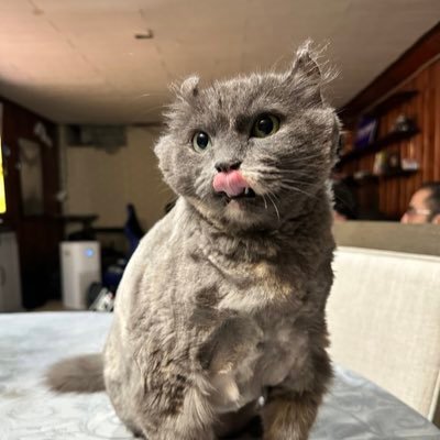 kantostars's profile picture. I’m Mo! #tesla enthusiast #cybertruck owner (official) #tesla and #FSD #fsdbeta. love talking BS lol